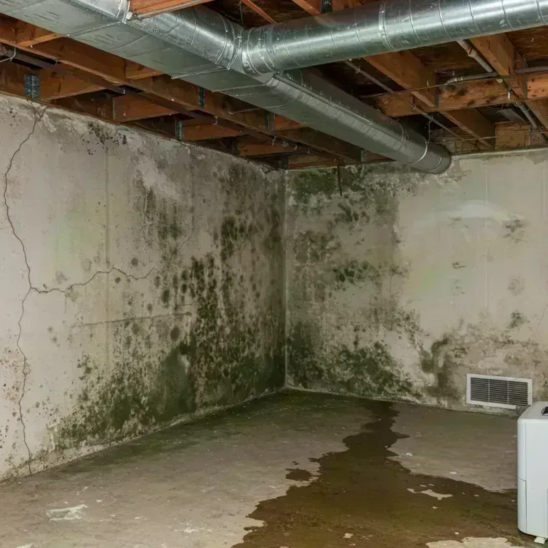 Professional Mold Removal in Fredericktown, MO